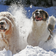 These good boys certainly are